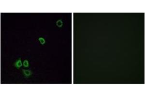 Immunofluorescence (IF) image for anti-Olfactory Receptor, Family 2, Subfamily G, Member 3 (OR2G3) (AA 61-110) antibody (ABIN2890982) (OR2G3 Antikörper  (AA 61-110))