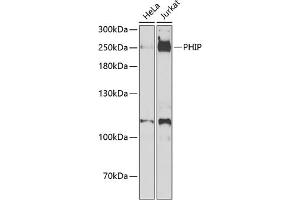 Western blot analysis of extracts of various cell lines, using PHIP antibody (ABIN6129078, ABIN6145556, ABIN6145557 and ABIN6223036) at 1:1000 dilution. (PHIP Antikörper  (AA 1542-1821))