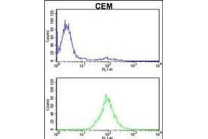 KPNB1 Antibody (N-term) (ABIN390792 and ABIN2841041) flow cytometric analysis of CEM cells (bottom histogram) compared to a negative control cell (top histogram).