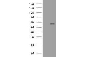 Image no. 1 for anti-CD4 (CD4) antibody (ABIN1497296) (CD4 Antikörper)