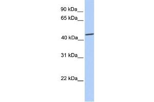 WB Suggested Anti-SOX9 Antibody Titration:  0. (SOX9 Antikörper  (C-Term))