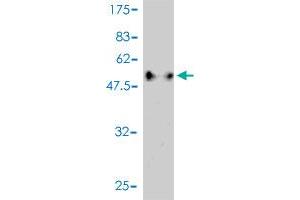 Western Blot detection against Immunogen (55. (C1QTNF2 Antikörper  (AA 16-285))