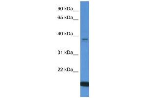 Western Blotting (WB) image for anti-WD Repeat Domain 54 (WDR54) (C-Term) antibody (ABIN786194) (WDR54 Antikörper  (C-Term))