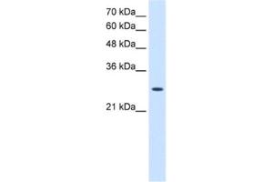 Western Blotting (WB) image for anti-Adenylate Kinase 2 (AK2) antibody (ABIN2462927) (Adenylate Kinase 2 Antikörper)