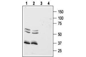 Western blot analysis of human Colo-205 (lanes 1 and 3) and HT-29 (lanes 2 and 4) colon cancer cell lines: - 1,2. (HCRTR1 Antikörper  (AA 256-269))