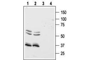 Western blot analysis of human Colo-205 (lanes 1 and 3) and HT-29 (lanes 2 and 4) colon cancer cell lines: - 1,2. (HCRTR1 Antikörper  (3rd Intracellular Loop))