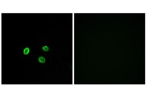 Immunofluorescence analysis of MCF-7 cells, using OR5M9 antibody. (OR5M9 Antikörper  (Internal Region))