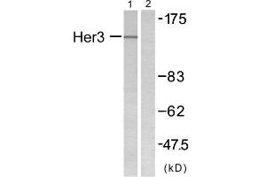 Western blot analysis of extracts from COLO205 cells, using HER3 antibody. (ERBB3 Antikörper  (N-Term))