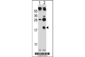 Western blot analysis of HBG1 using rabbit polyclonal HBG1 Antibody using 293 cell lysates (2 ug/lane) either nontransfected (Lane 1) or transiently transfected (Lane 2) with the HBG1 gene.
