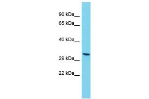 Western Blotting (WB) image for anti-Olfactory Receptor 806 (OLR806) (Middle Region) antibody (ABIN2788179) (Olr806 Antikörper  (Middle Region))