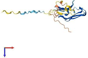 CRYAB Protein (AA 1-175) (His tag)