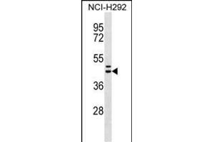 MLNR Antibody (C-term) (ABIN656598 and ABIN2845859) western blot analysis in NCI- cell line lysates (35 μg/lane). (Motilin Receptor Antikörper  (C-Term))