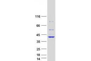 Western Blotting (WB) image for Replication Factor C (Activator 1) 4, 37kDa (RFC4) (Transcript Variant 1) protein (Myc-DYKDDDDK Tag) (ABIN2730779)