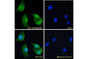 Immunofluorescence (IF) image for anti-Apolipoprotein B mRNA Editing Enzyme, Catalytic Polypeptide-Like 3A (APOBEC3A) (Internal Region) antibody (ABIN238645)