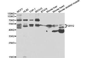 Western blot analysis of extracts of various cell lines, using P2RY2 antibody (ABIN6293436) at 1:1000 dilution. (P2RY2 Antikörper)