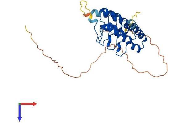 RFXANK Protein (AA 1-269) (His tag)