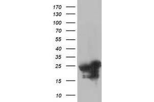 Western Blotting (WB) image for anti-Adenylate Kinase 4 (AK4) antibody (ABIN1496529) (AK4 Antikörper)