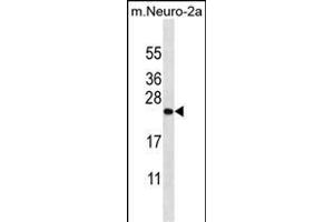 ZCRB1 Antibody (C-term) (ABIN656856 and ABIN2846061) western blot analysis in mouse Neuro-2a cell line lysates (35 μg/lane). (ZCRB1 Antikörper  (C-Term))