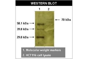 Image no. 1 for anti-RYK Receptor-Like Tyrosine Kinase (RYK) antibody (ABIN211315) (RYK Antikörper)