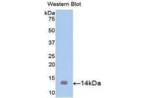 Western Blotting (WB) image for anti-Artemin (ARTN) (AA 112-224) antibody (ABIN1077842)