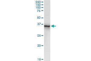 Annexin A2 Antikörper  (AA 1-357)