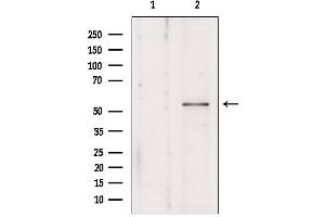 Western blot analysis of extracts from mouse brain, using KMO antibody.