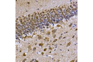 Immunohistochemistry of paraffin-embedded rat brain using CPEB3 Rabbit pAb (ABIN7266666) at dilution of 1:300 (40x lens). (CPEB3 Antikörper  (AA 150-400))