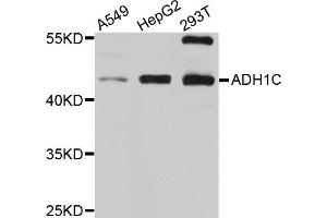 Western blot analysis of extracts of various cell lines, using ADH1C antibody (ABIN5997202) at 1/1000 dilution. (ADH1C Antikörper)