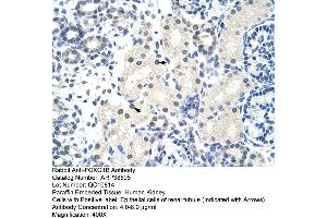 Human kidney (FOXG1 Antikörper  (N-Term))