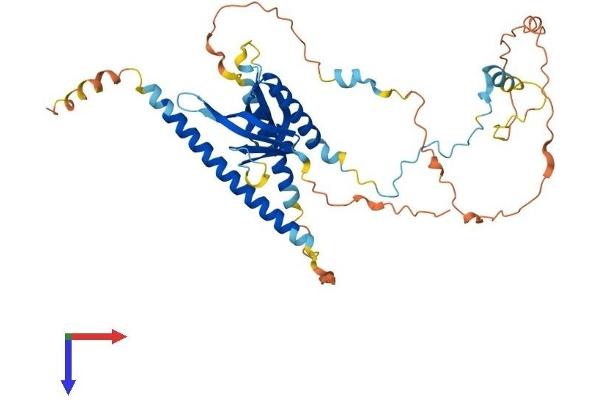 PLEKHO1 Protein (AA 1-408) (His tag)