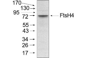 Experimental conditions: Mitochondria were isolated as described by Urantowka et al. (FtsH4 Antikörper)