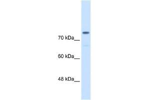 Alpha Actinin 4 antibody used at 0. (alpha Actinin 4 Antikörper  (C-Term))