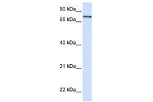 ZNF180 anticorps  (AA 288-337)