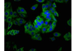 Immunofluorescence staining of HepG2 cells with ABIN7163666 at 1: 133, counter-stained with DAPI. (PHLDA1 Antikörper  (AA 1-138))
