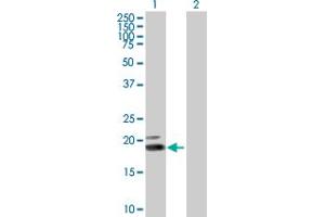 Western Blot analysis of IFNW1 expression in transfected 293T cell line by IFNW1 MaxPab polyclonal antibody. (IFNW1 Antikörper  (AA 1-195))