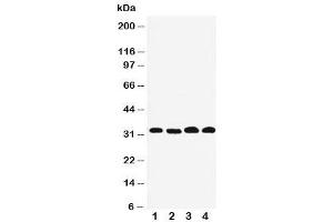 Western Blotting (WB) image for anti-Prohibitin 2 (PHB2) (Middle Region) antibody (ABIN3032317)