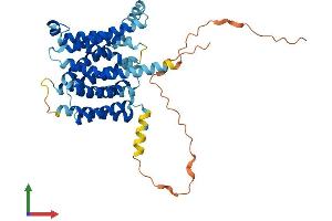 AlphaFold protein structure predicition of Human Recombinant SLC35A2 Protein, UniprotID P78381