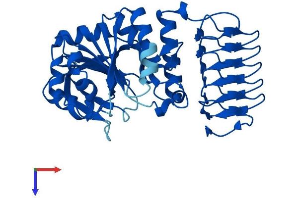GMPPB Protein (AA 1-360) (His tag)