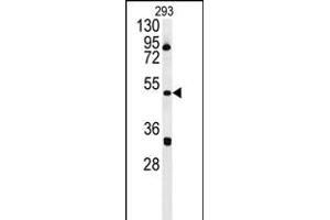 ILK Antibody (Center) 5884c western blot analysis in 293 cell line lysates (35 μg/lane). (ILKAP Antikörper  (AA 243-270))