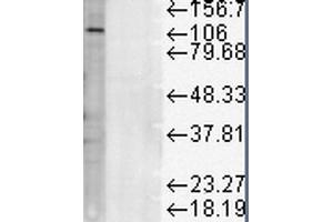 Western Blot analysis of Rat liver microsome lysate showing detection of LAMP1 protein using Mouse Anti-LAMP1 Monoclonal Antibody, Clone Ly1C6 . (LAMP1 Antikörper  (Atto 594))