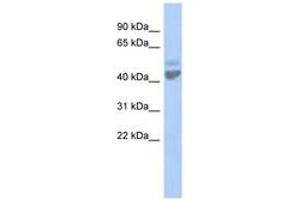 Image no. 1 for anti-Zinc Activated Ligand-Gated Ion Channel (ZACN) (AA 35-84) antibody (ABIN6742585) (ZACN Antikörper  (AA 35-84))