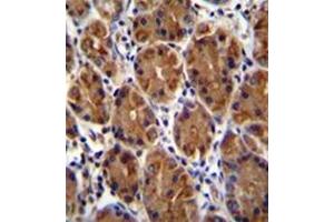 Formalin fixed and paraffin embedded human stomach tissue stained with Mucin-3B Antibody (C-term) followed by peroxidase conjugation of the secondary antibody and DAB staining. (MUC3B Antikörper  (C-Term))