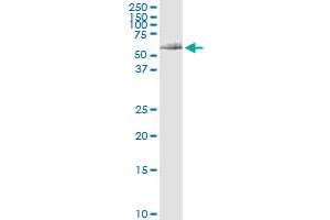 Immunoprecipitation (IP) image for anti-DnaJ (Hsp40) Homolog, Subfamily C, Member 7 (DNAJC7) (AA 1-484) antibody (ABIN950048)