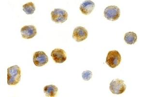 Immunohistochemistry (IHC) image for anti-Beclin 1, Autophagy Related (BECN1) (C-Term) antibody (ABIN1030289) (Beclin 1 Antikörper  (C-Term))