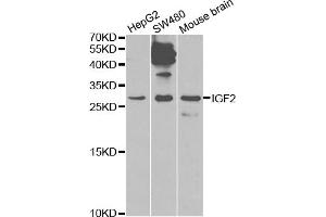 Western blot analysis of extracts of various cell lines, using IGF2 antibody (ABIN1873163) at 1:1000 dilution. (IGF2 Antikörper)