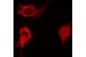 ABIN6276686 staining HeLa  cells by IF/ICC. (Clusterin Antikörper  (Internal Region))