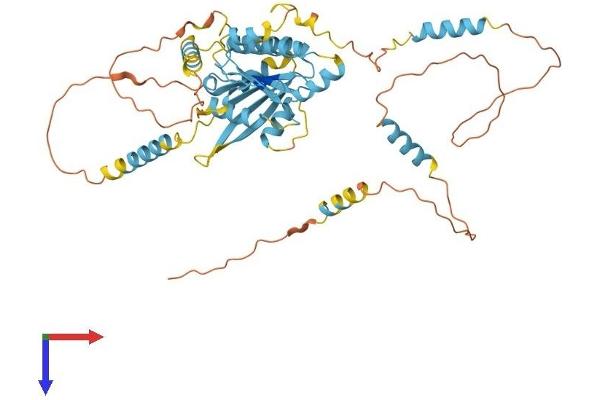 DYNC1LI2 Protein (AA 1-492) (His tag)