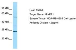 Image no. 1 for anti-Multiple Inositol-Polyphosphate Phosphatase 1 (MINPP1) (AA 409-458) antibody (ABIN6750007) (MINPP1 Antikörper  (AA 409-458))