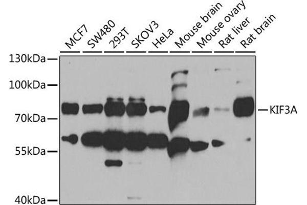 KIF3A Antikörper  (AA 430-699)