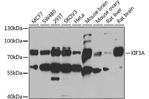 Western blot analysis of extracts of various cell lines, using KIF3A antibody (ABIN6128170, ABIN6142871, ABIN6142872 and ABIN6222335) at 1:1000 dilution. (KIF3A Antikörper  (AA 430-699))